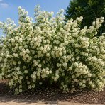 Pajazmín vencový (Philadelphus virginalis) ‘BOUQUET BLANC’ - výška 40-60 cm, kont. C3L